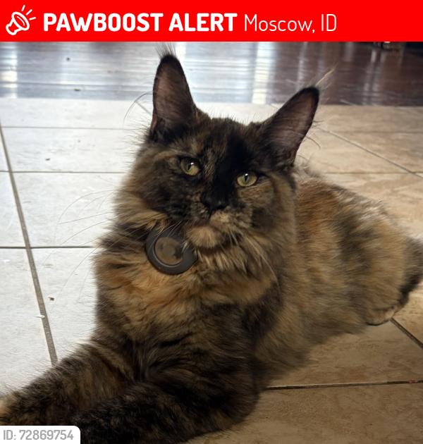 Lost Female Cat last seen Near Cameron rd, Moscow, ID 83843