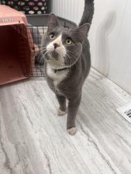 Found/Stray Male Cat last seen Oakwood Meadows community off 85th st NW, Oronoco, MN 55960