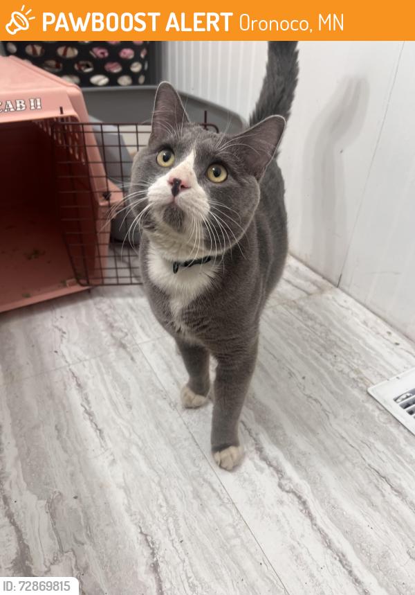 Found/Stray Male Cat last seen Oakwood Meadows community off 85th st NW, Oronoco, MN 55960
