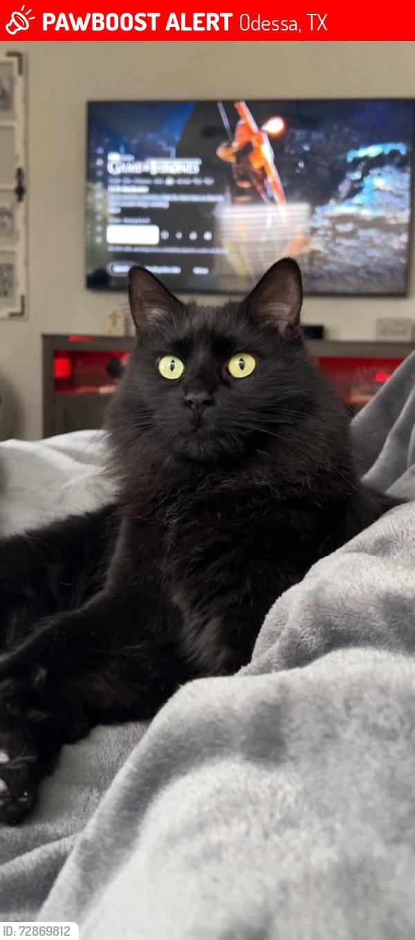 Lost Female Cat last seen 31st St, Odessa, TX 79762