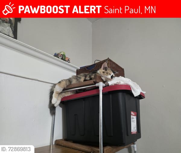 Lost Female Cat last seen George street and bellows apartment , Saint Paul, MN 55107