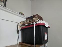Lost Female Cat last seen George street and bellows apartment , Saint Paul, MN 55107
