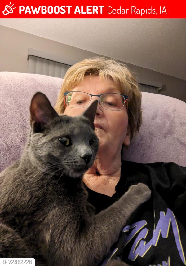 Lost Male Cat last seen O Ave & 21st Street NW, Cedar Rapids, IA 52405