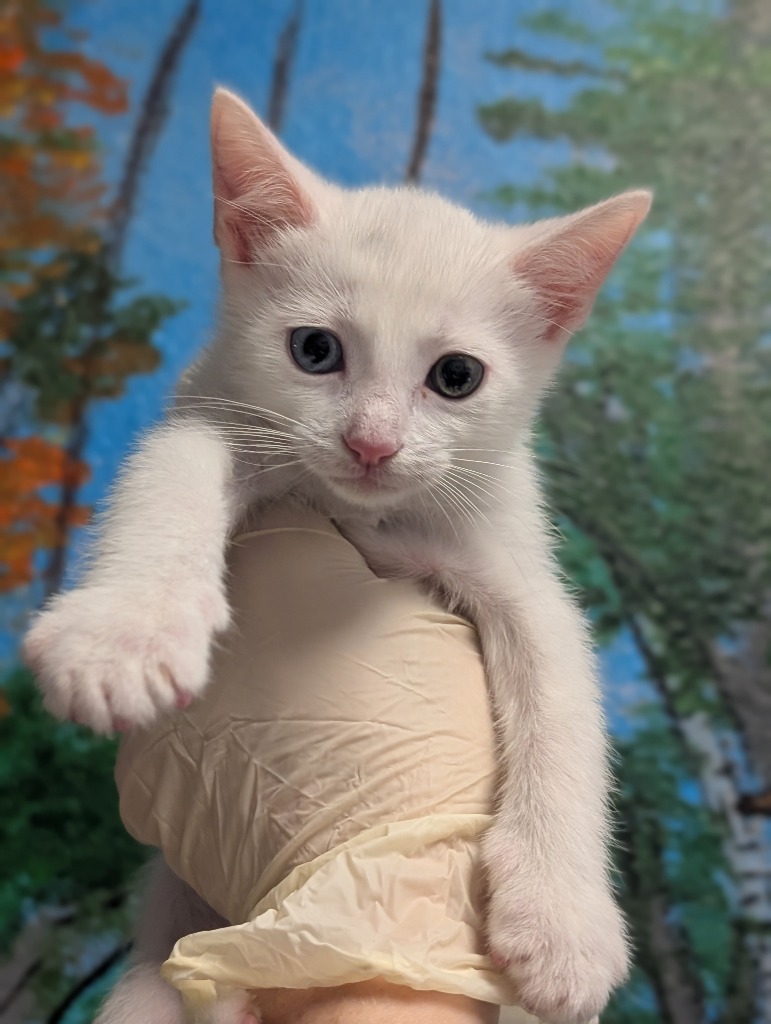Shelter Stray Male Cat last seen Bexar County, New Braunfels, TX 78130