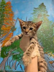 Shelter Stray Male Cat last seen Bexar County, New Braunfels, TX 78130