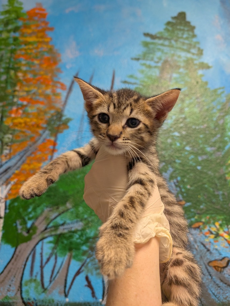 Shelter Stray Male Cat last seen Bexar County, New Braunfels, TX 78130