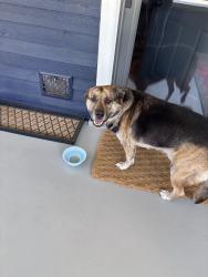 Found/Stray Male Dog last seen Kitley & Julian, Indianapolis, IN 46219