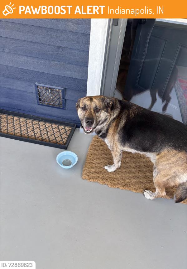 Found/Stray Male Dog last seen Kitley & Julian, Indianapolis, IN 46219