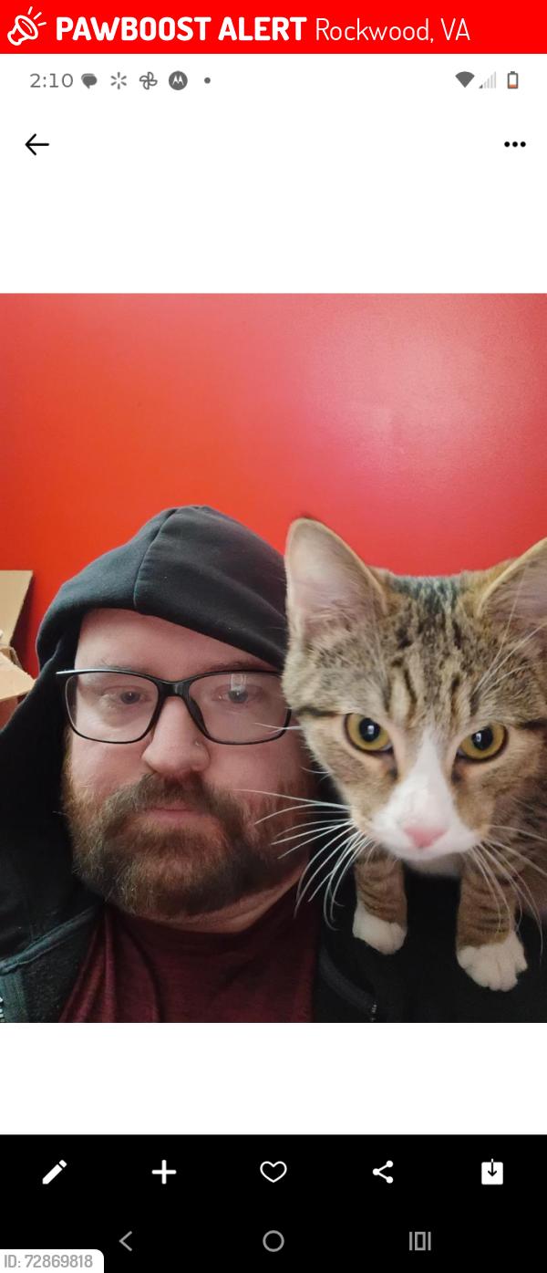 Lost Male Cat last seen Providence court, Rockwood, VA 23236