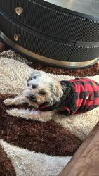Lost Male Dog last seen zebulon/bunn area, Franklin County, NC 27597