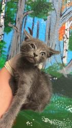 Shelter Stray Male Cat last seen Bexar County, New Braunfels, TX 78130