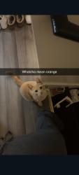 Lost Male Cat last seen Evergreen way/forest park , Everett, WA 98203