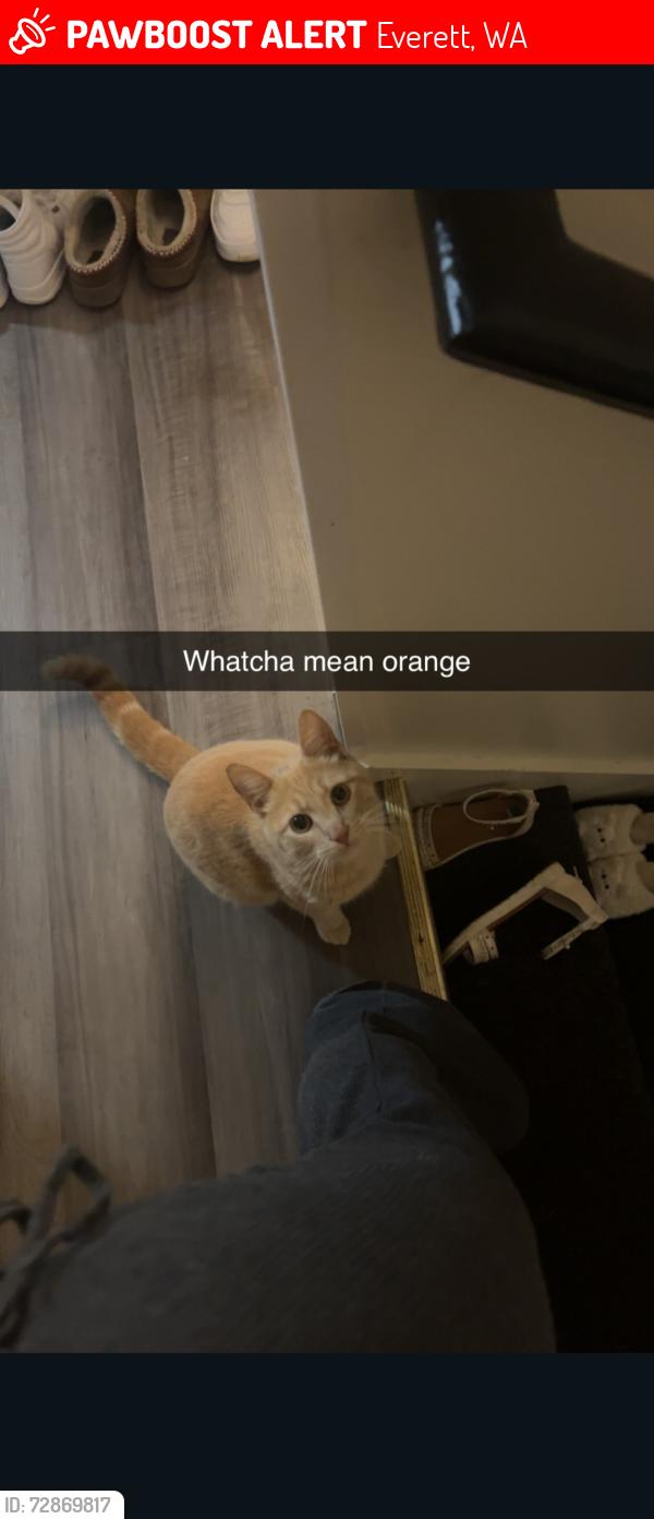 Lost Male Cat last seen Evergreen way/forest park , Everett, WA 98203