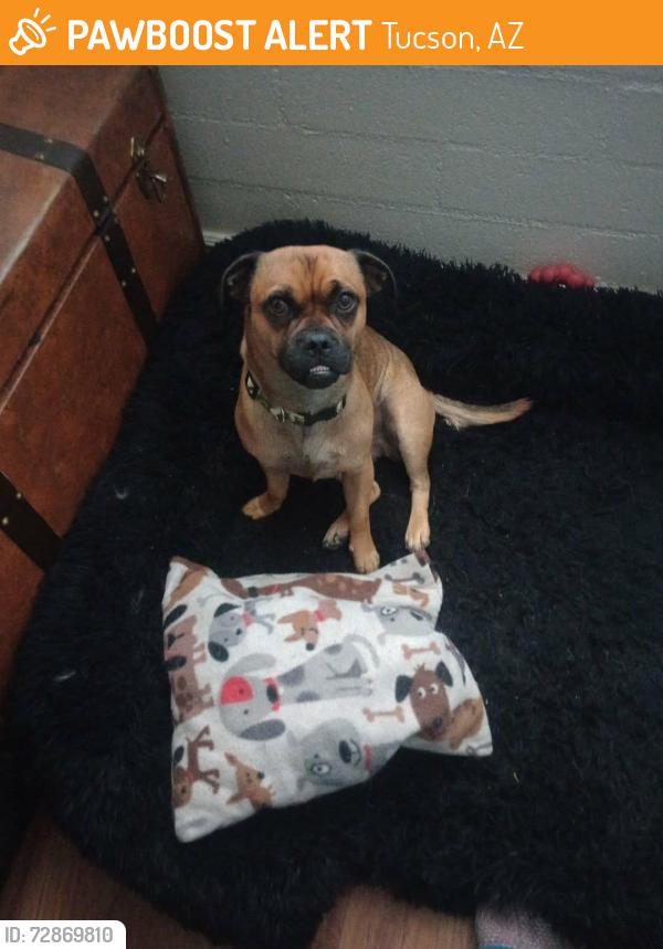 Found/Stray Male Dog last seen River and 1st ave, Tucson, AZ 85706