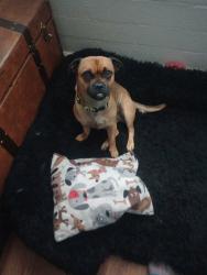 Found/Stray Male Dog last seen River and 1st ave, Tucson, AZ 85706