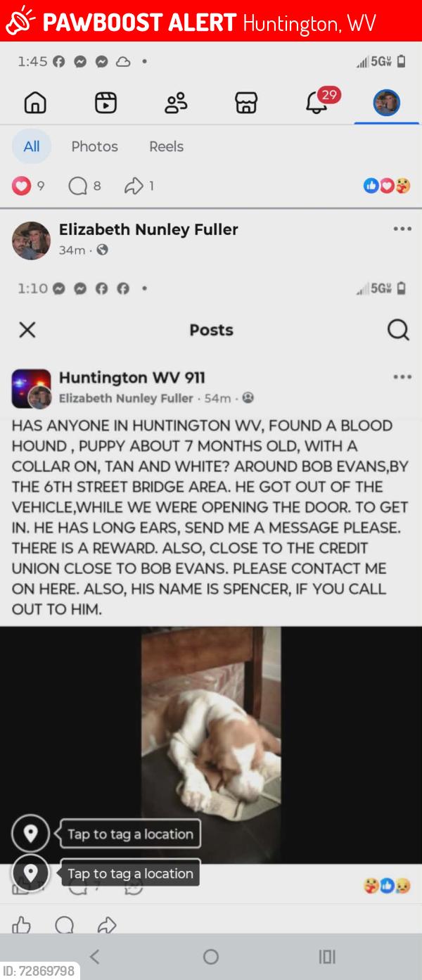 Lost Male Dog last seen Near 6th St Bridge - Bob Evans - Credit Union , Huntington, WV 25701