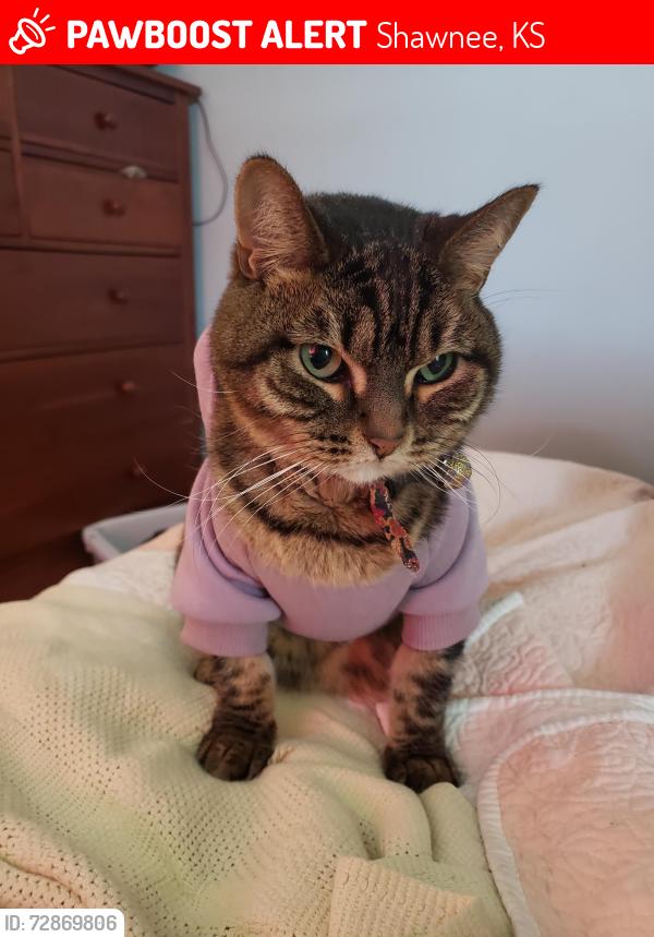 Lost Female Cat last seen 9400- 9420 W 49th Terrace Merriam Kansas , Merriam, KS 66203