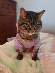 Lost Female Cat last seen 9400- 9420 W 49th Terrace Merriam Kansas , Merriam, KS 66203