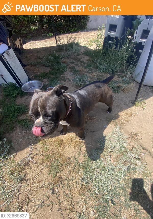 Found/Stray Female Dog last seen Near 863 E Claude St, Carson, CA 90746, Carson, CA 90746