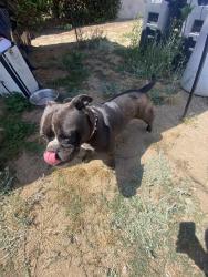 Found/Stray Female Dog last seen Near 863 E Claude St, Carson, CA 90746, Carson, CA 90746