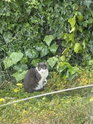 Lost Male Cat last seen Between Salinas DMV on laurel & Rodeo on N.Main st , Salinas, CA 93907