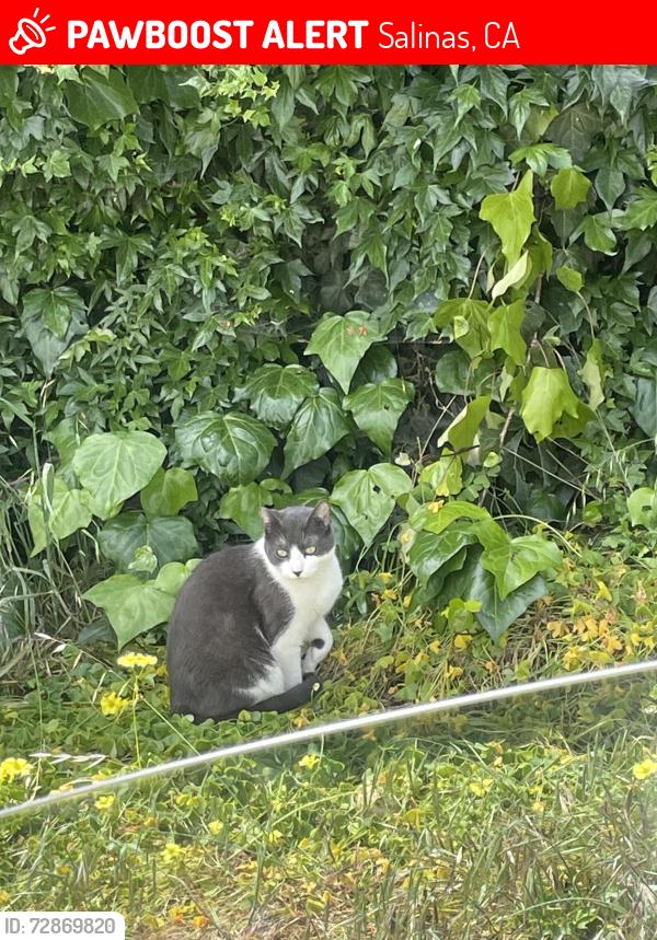 Lost Male Cat last seen Between Salinas DMV on laurel & Rodeo on N.Main st , Salinas, CA 93907