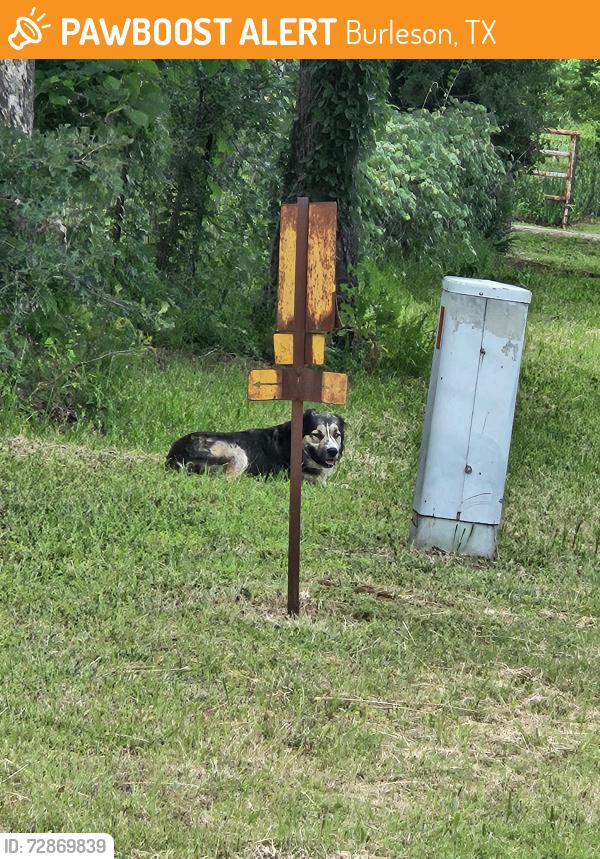 Found/Stray Unknown Dog last seen John Jones and county road 803, Burleson, TX 76028