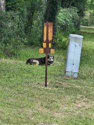 Found/Stray Unknown Dog last seen John Jones and county road 803, Burleson, TX 76028