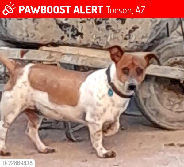 Lost Male Dog last seen Grant/Fairview , Tucson, AZ 85705