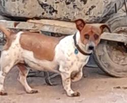 Lost Male Dog last seen Grant/Fairview , Tucson, AZ 85705