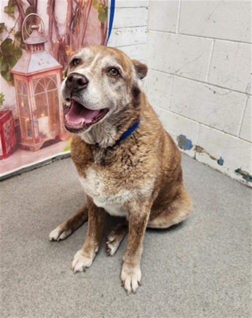 Shelter Stray Female Dog last seen Near BLOCK N. PENNSYLVANIA, San Bernardino, CA 92401