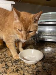 Lost Male Cat last seen Ft Jesse road, Bloomington, IL 61704