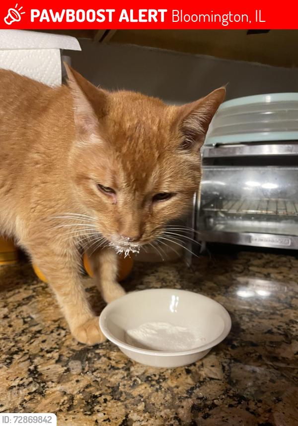 Lost Male Cat last seen Ft Jesse road, Bloomington, IL 61704