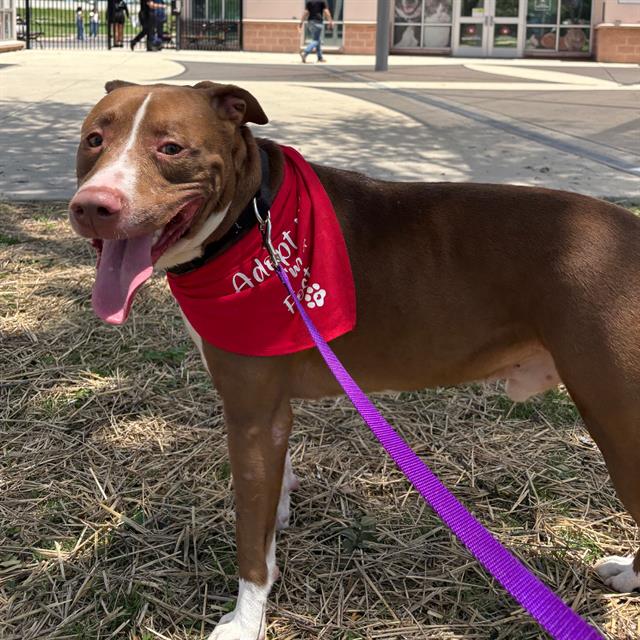 Shelter Stray Male Dog last seen GOFORTH, San Antonio, TX 78227