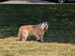 Found/Stray Unknown Dog last seen Found in the grass lot next to a church eating grass, Bountiful, UT 84010