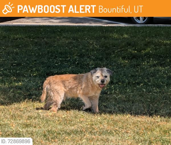 Found/Stray Unknown Dog last seen Found in the grass lot next to a church eating grass, Bountiful, UT 84010