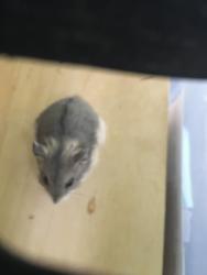 Shelter Stray Male Other last seen , Los Angeles, CA 90047