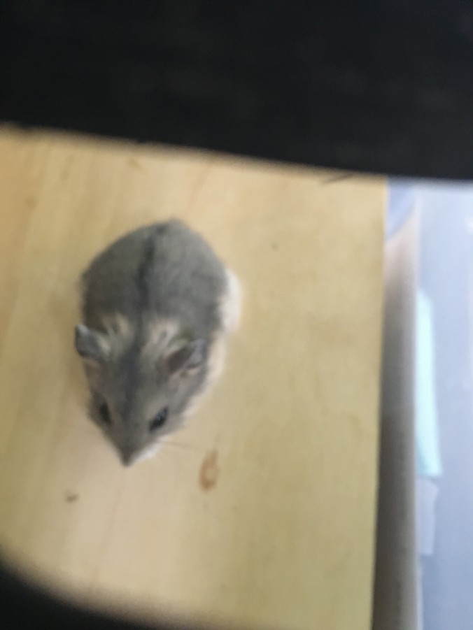 Shelter Stray Male Other last seen , 1850 W 60th St, Los Angeles, CA 90047, USA