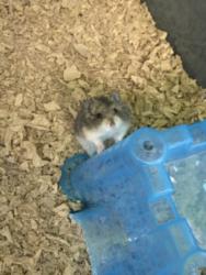 Shelter Stray Male Other last seen , Los Angeles, CA 90047