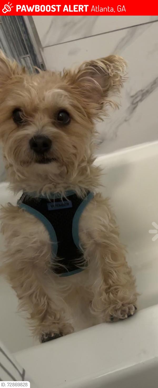 Lost Female Dog last seen Piedmont and 5th Atlanta ga 30308, Atlanta, GA 30308