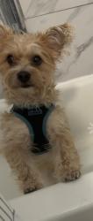 Lost Female Dog last seen Piedmont and 5th Atlanta ga 30308, Atlanta, GA 30308