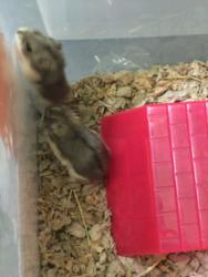 Shelter Stray Female Other last seen , Los Angeles, CA 90047