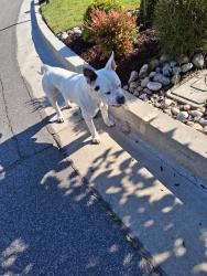 Found/Stray Male Dog last seen Lemon & Meadow Pass Heights , Walnut, CA 91789