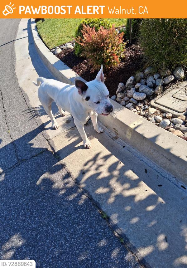 Found/Stray Male Dog last seen Lemon & Meadow Pass Heights , Walnut, CA 91789