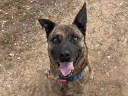 Shelter Stray Male Dog last seen COTTONWOOD GOLF COURSE, Bonita, CA 91902