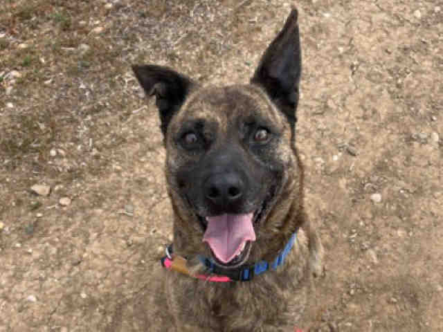 Shelter Stray Male Dog last seen COTTONWOOD GOLF COURSE, Bonita, CA 91902