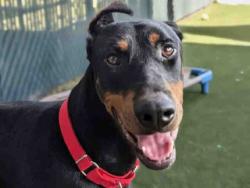 Shelter Stray Male Dog last seen Near BLOCK  RIVERVIEW AVE, Bonita, CA 91902