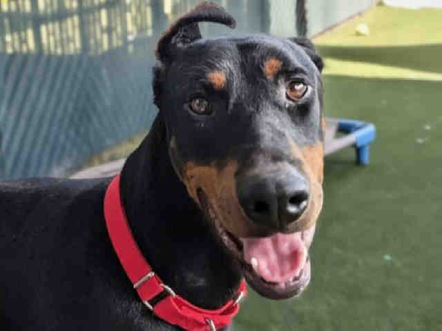 Shelter Stray Male Dog last seen Near BLOCK  RIVERVIEW AVE, Bonita, CA 91902