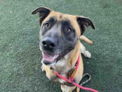 Shelter Stray Male Dog last seen LAKE CUYAMACA, Bonita, CA 91902