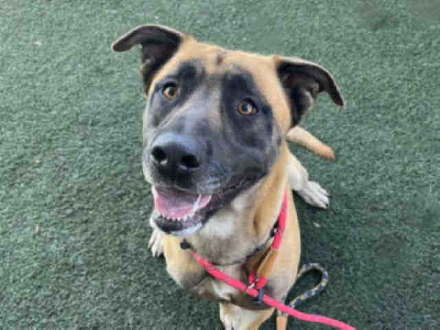 Shelter Stray Male Dog last seen LAKE CUYAMACA, Bonita, CA 91902